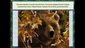 "Мохнатый символ России": ко дню медведя