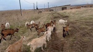 Первый выпас коз и козлят
