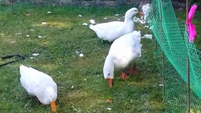 Петух. Серый шелковый петух смотреть онлайн