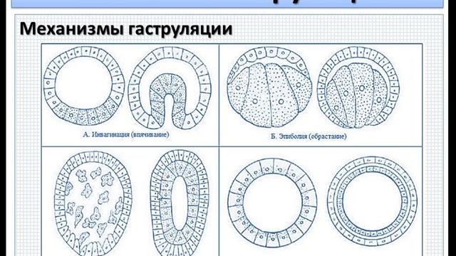 Эмбриология млекопитающих и человека. Ч.4. Гаструляция.
