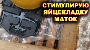 Наращивание пчелы в зиму. Стимулирование яйцекладки маток. 7 августа.