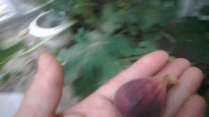 инжир Little Miss Figgy