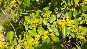 медонос держи дерево