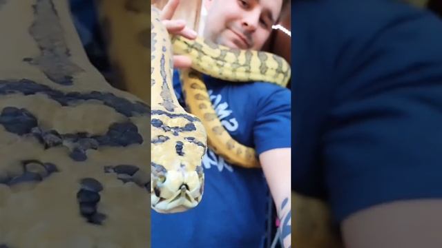 Carpet Python ?
