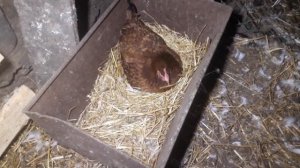 УТИНАЯ ФЕРМА 4ВЫВОДКА УТЯТ БОЕВОЙ ГУСЬ С ГУСЫНЕЙ НА ЯЙЦАХ КУРИЦА И УТКА