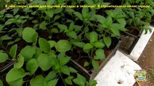 Как защитить рассаду в теплице от заморозков.  Бесплатный способ сохранения тепла.