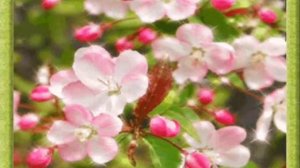 Цветы для девушки. Красивая музыкальная открытка с цветами!