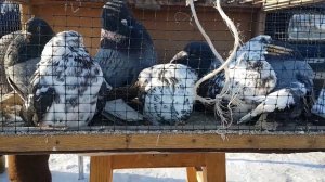 Ярмарка голубей тольятти 12.03.2022г