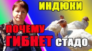 Индюки - пропойка и кормление. Как не погубить стадо.