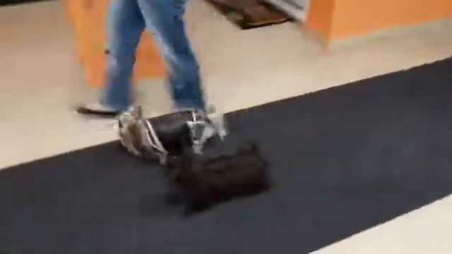 Йорк. Шоколадный йорк. Тренировка