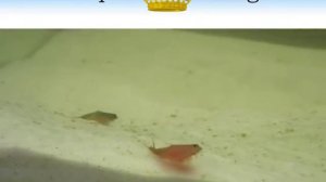 Triops Red Longicaudatus von TriopsKing