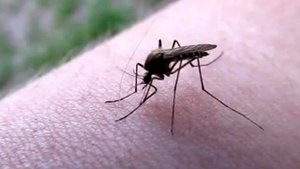 ЗВУК КОМАРОВ ! 30 минут улетного веселья ! Передай привет соседям !