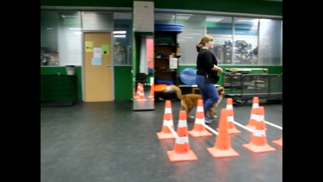 Новошотландский ретривер (толлер) смотреть онлайн