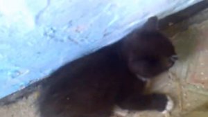 котенок шипит