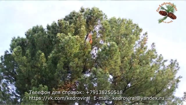 Подушека "Сон в кедровом раю" смотреть онлайн