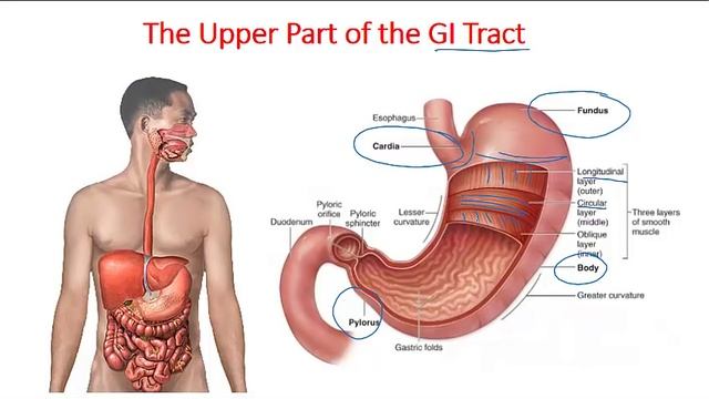 Digestive system anatomy and physiology | Digestive system lecture 1 смотреть онлайн