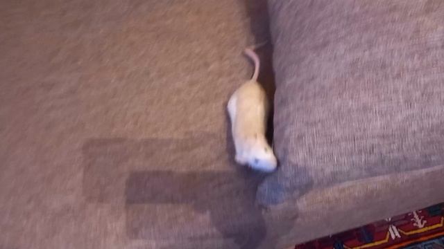 крыски перекусывают смотреть онлайн