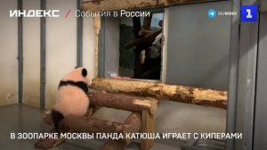 В зоопарке Москвы панда Катюша играет с киперами