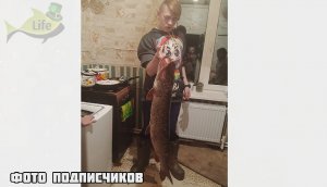 Как успешно ловить щуку в июне? Секреты от профессионального щукаря для рыбалки на щуку в июне.