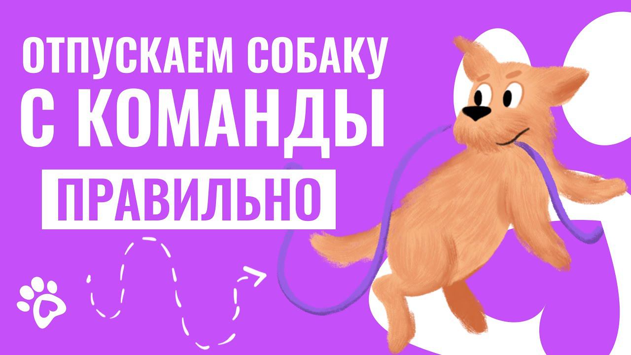КАК правильно отпускать собаку с ЛЮБОЙ команды? Воспитание и дрессировка собак