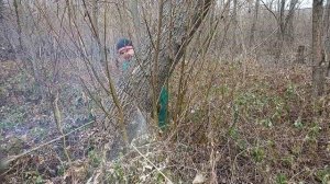 Распил дерева которое неупало, завишее бревно