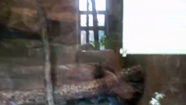 Путешествие в тропики! Крокодил и все все все☺️ смотреть онлайн