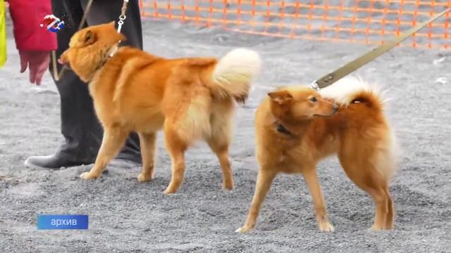 Карельская лайка - сама по себе смотреть онлайн