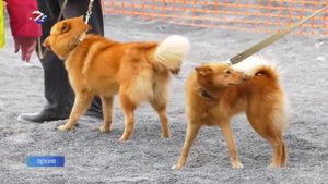 Карельская лайка - сама по себе