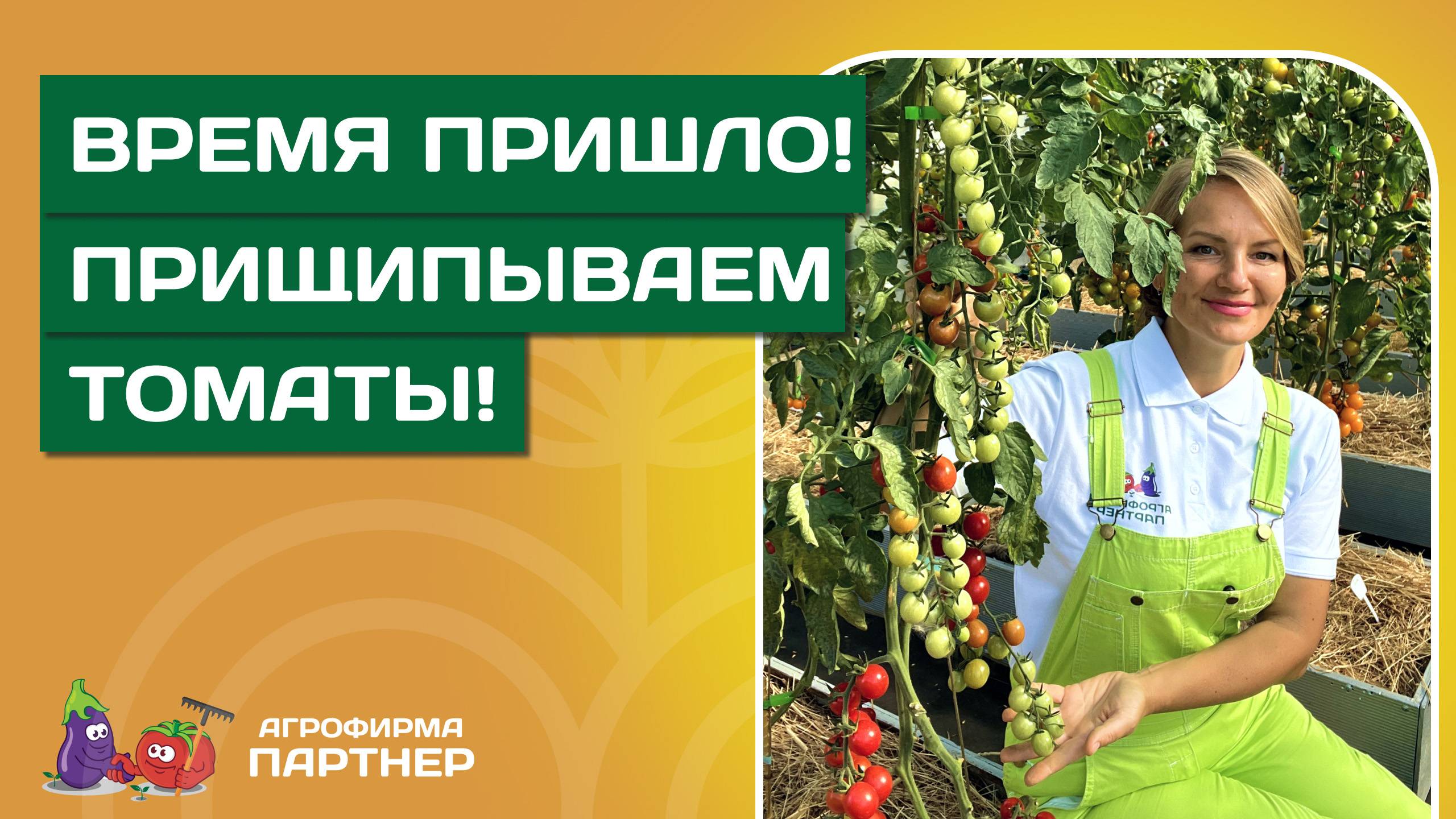 УХОД ЗА ТОМАТАМИ В АВГУСТЕ: ФОРМИРОВКА, ОБРЕЗКА ЛИСТЬЕВ, ЧЕРЕНКОВАНИЕ И УКОРЕНЕНИЕ ВЕРХУШЕК