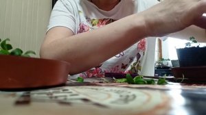 Черенкование вегетативного алиссума.