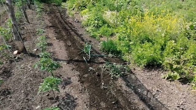 12.06 высаживаю гладиолусы, жду цветения в декабре?. Как выглядят после обработки томаты и огурцы. смотреть онлайн