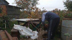 Дерево фундука Московский рубин: смотрим посылку!!!