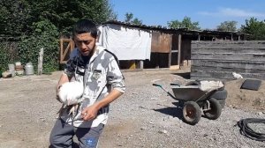 Кобб 500 режем БРОЙЛЕРОВ