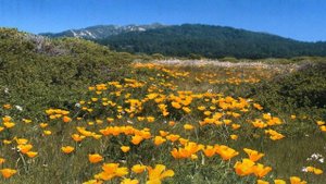 Земля в молитве пробуждалась - Святая Троица!