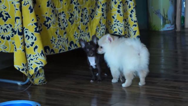 Shah Little puppy vinni Puh 3 смотреть онлайн