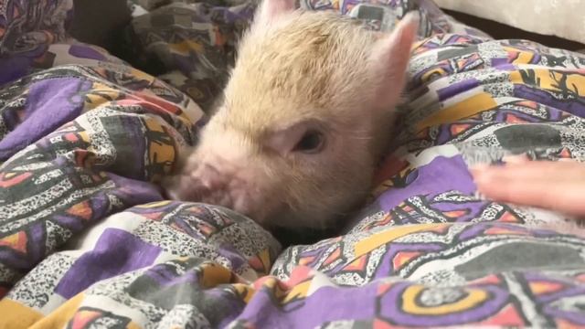 МИНИПИГ дома ! Стоит ли покупать или категорически нет ? смотреть онлайн