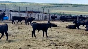 Бычки Ангус вес 200-250кг , цена 1350 тенге за живой вес, Казахстане +77778561857