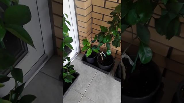 Мандарины и грейпфрут на трифолиате растут дома смотреть онлайн