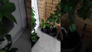 Мандарины и грейпфрут на трифолиате растут дома