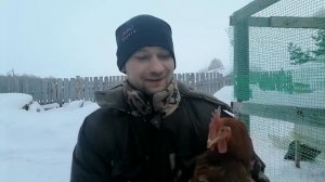 Порода кур Фокси чик – высокопродуктивный кросс универсального или мясо-яичного направления