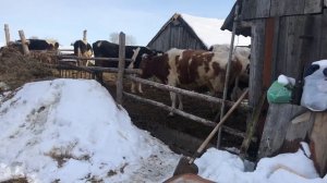 Охладитель молока своими руками при минимальных вложениях