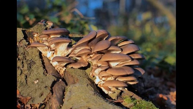 ГРИБЫ ВЕШИНКИ-ПЕРВЫЕ ВЕСЕННИЕ ГРИБЫ