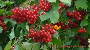 Калина красная Ульгень (viburnum ul'gen') ? калина Ульгень обзор: как сажать саженцы калины Ульгень