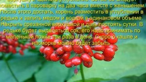 Женьшень полезные свойства и противопоказания