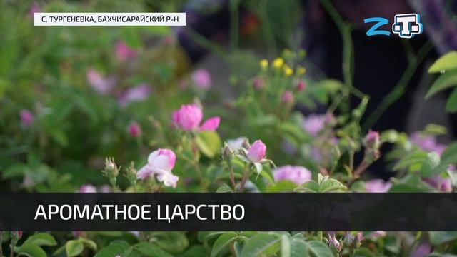 В Крыму стартовал сбор лепестков крымской розы