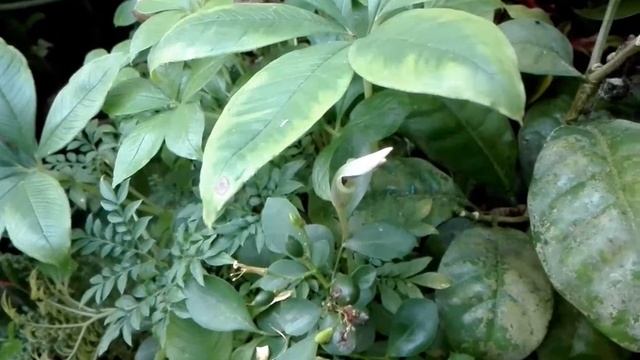 Наша оранжерея и сад — Серия 12 — Самый маленький в мире: Аморфофаллус Онгсакула, открытый в 21 век смотреть онлайн