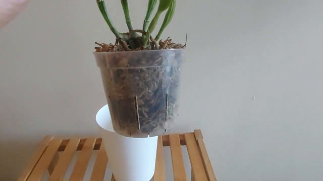 卡特兰（金满意）盛开一个多月的小经验 Cattleya (Jin Satisfaction) blooming experience for more than a month смотреть онлайн