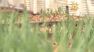 Черви-старатели