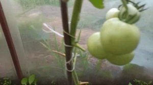 Созревают помидоры в теплице "Малиновый рай".