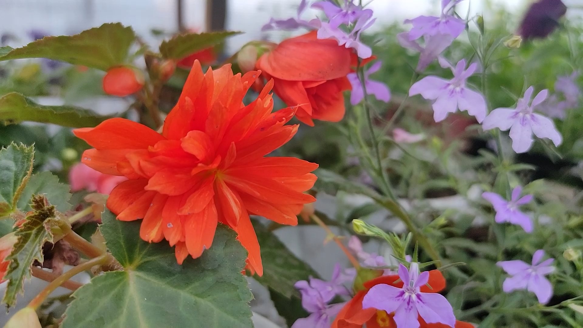 Специальный репортаж: летняя красота – в каждый дом! Цветник Натальи Русаковой